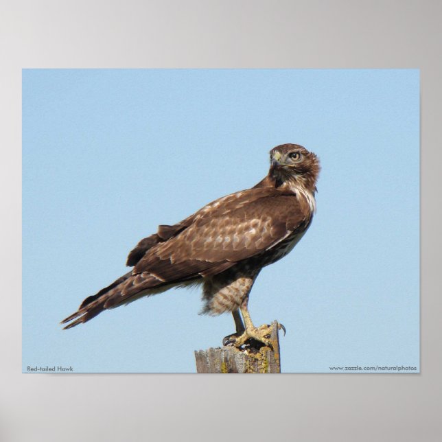 Red-tailed Hawk Poster (Front)