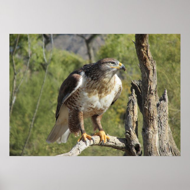 Red Tailed Hawk Poster (Front)