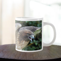Red-tailed Hawk Raptor Photo