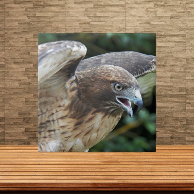 Red-tailed Hawk Raptor Photo Tile (In Situ)