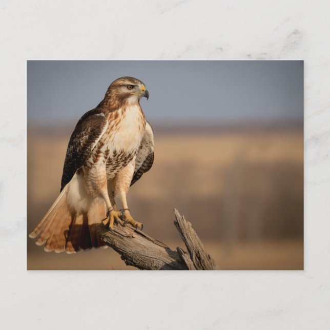 Red-tailed hawk Relaxing Postcard (Front)