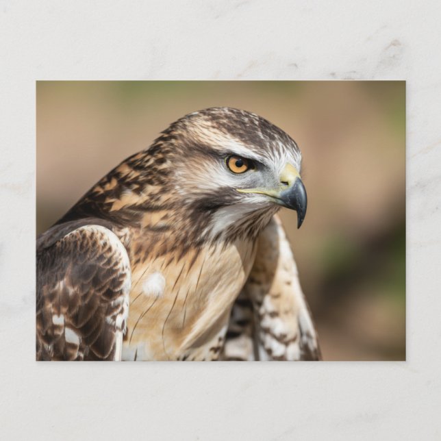 Red-tailed hawk Seating Postcard (Front)