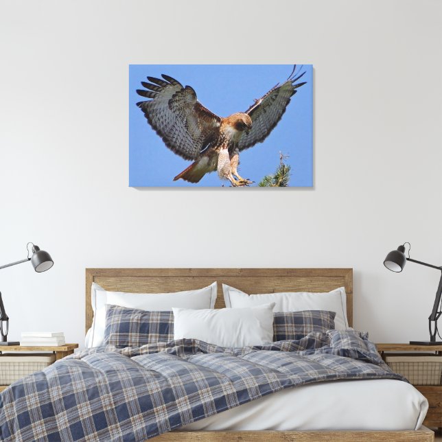 Red-tailed Hawk Soft Landing Stretch Canvas Print (Insitu(Bedroom))