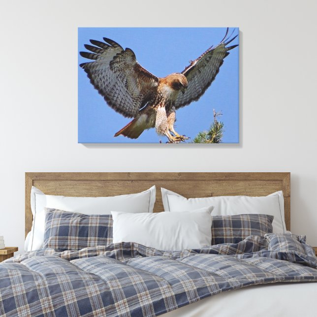 Red-tailed Hawk Soft Landing Stretch Canvas Print (Insitu(Bedroom))