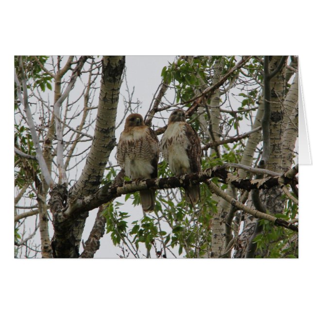 Red-Tailed Hawks (Front Horizontal)