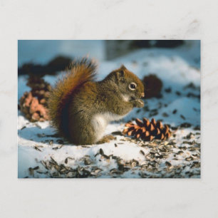 Red Tailed Squirrel Postcard
