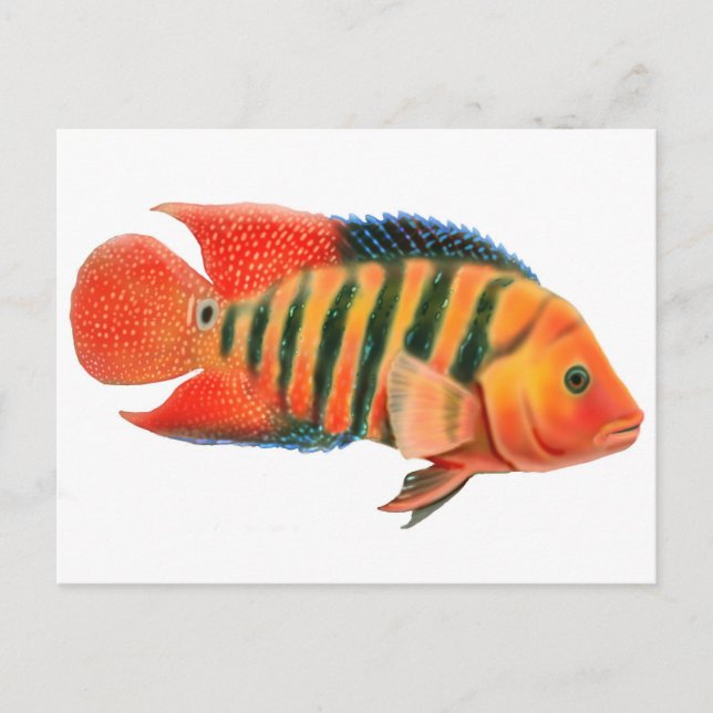 Red Terror Cichlid Postcard (Front)