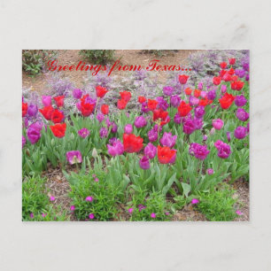 RED TeXaS Greetings Postcard