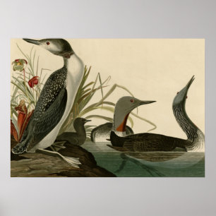 Red-throated Diver Poster