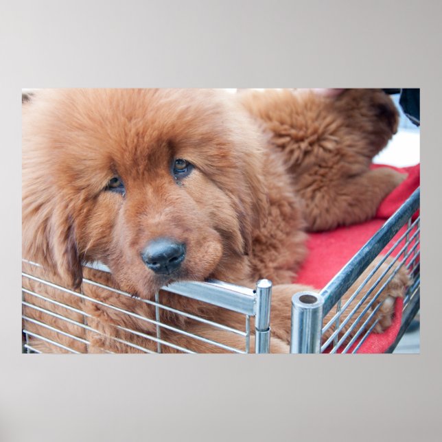 Red Tibetan Mastiff Poster (Front)