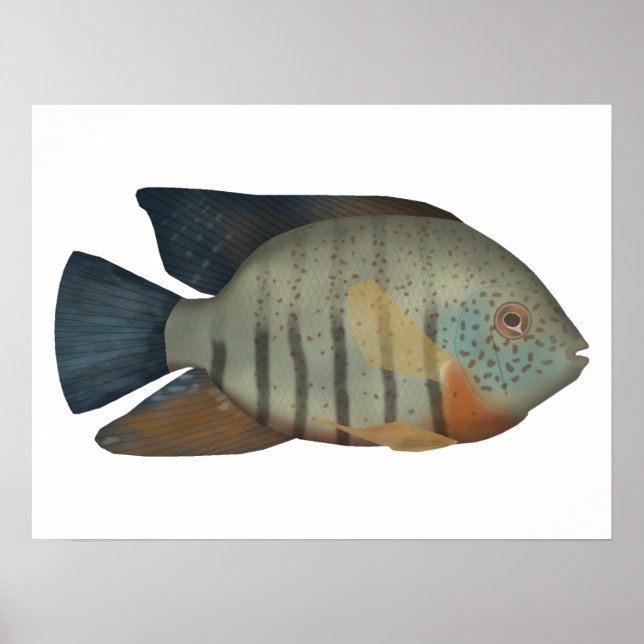 Red Tiger Severum Poster (Front)