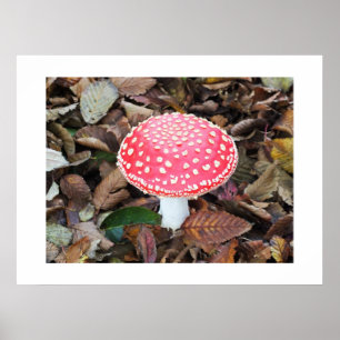 Red toadstool, Amanita muscaria Poster
