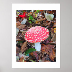 Red toadstool, Amanita muscaria Poster