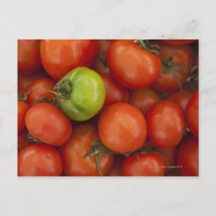 red tomatoes with one green one for sale at the postcard