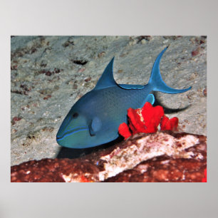 Red Tooth Triggerfish Poster