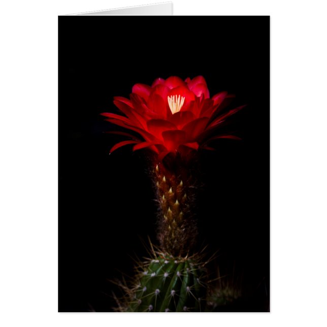 Red torch cactus flower (Front)