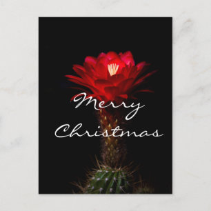 Red torch cactus flower, Merry Christmas Holiday Postcard