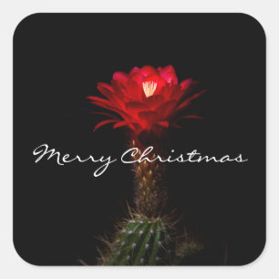 Red torch cactus flower, Merry Christmas Square Sticker