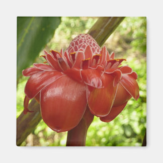 Red Torch Ginger Tropical Flower Photography Magnet