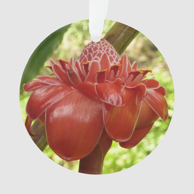 Red Torch Ginger Tropical Flower Photography Ornament (Front)