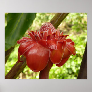 Red Torch Ginger Tropical Flower Photography Poster
