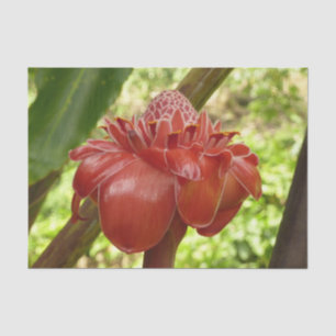 Red Torch Ginger Tropical Flower Photography Tissue Paper