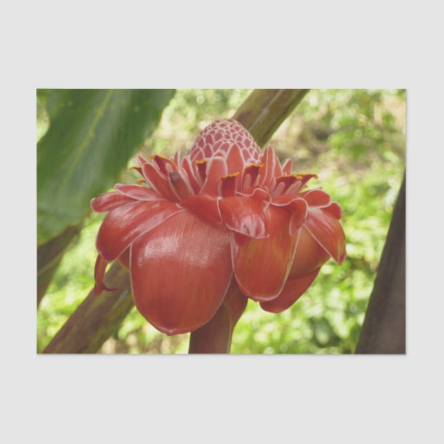 Red Torch Ginger Tropical Flower Photography Tissue Paper (Front)