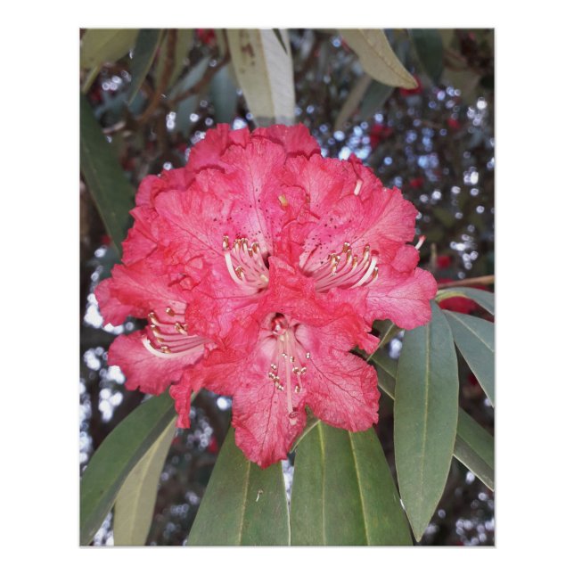 Red tree flower poster (Front)