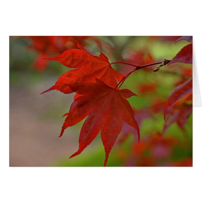 Red Tree Leaves (Front Horizontal)