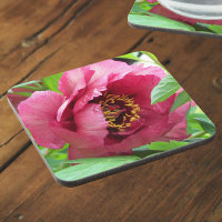 Red Tree Peony Bloom Floral