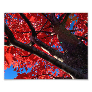 Red Tree Photo Print