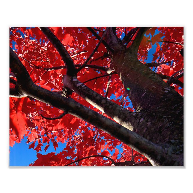Red Tree Photo Print (Front)