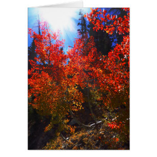 Red Trees, All Occasion Blank Greeting Card
