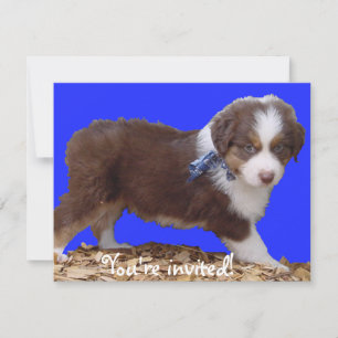 Red Tri Aussie Puppy Invitation