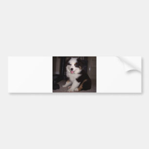 red tri Puppy mini aussie Bumper Sticker