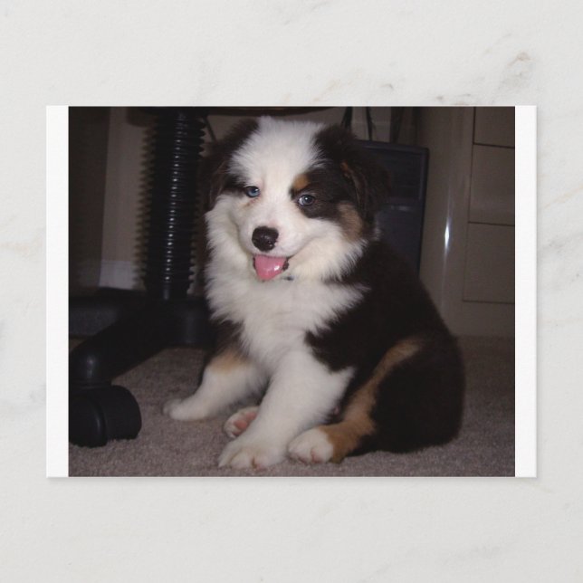 red tri Puppy mini aussie Postcard (Front)