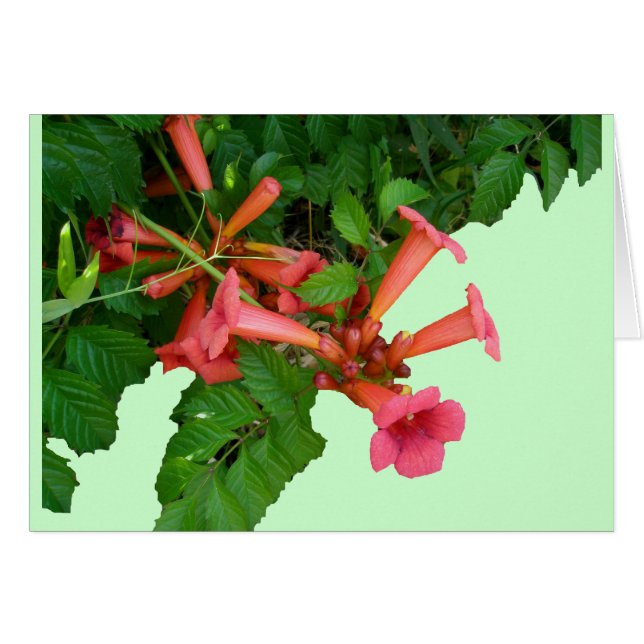 Red Trumpet Vine (Front Horizontal)
