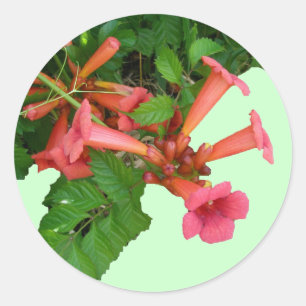 Red Trumpet Vine Classic Round Sticker