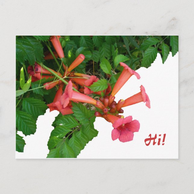 Red Trumpet Vine Postcard (Front)