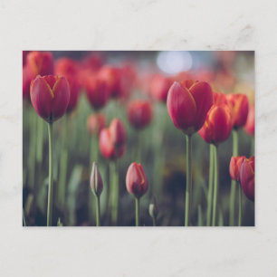 Red Tulip and Rose Floral Flowers Photography Postcard