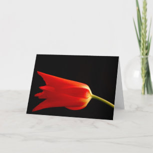 Red tulip blank greetings card