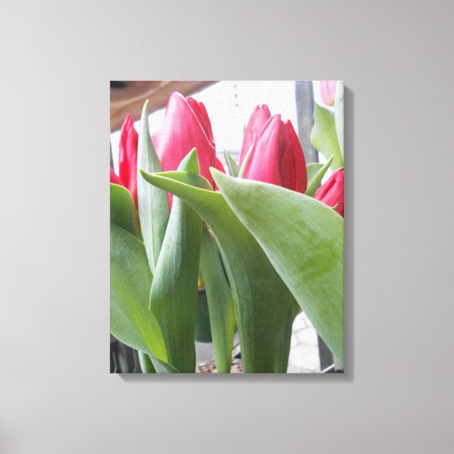 Red Tulip Canvas Print (Front)