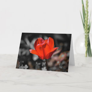 Red Tulip, card