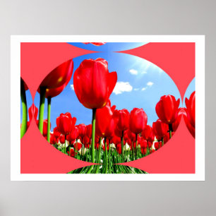 Red Tulip Delight Poster