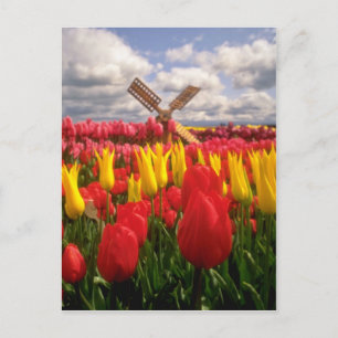 Red Tulip field, Oregon flowers Postcard