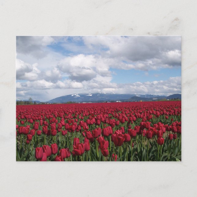 Red Tulip Field Postcard (Front)
