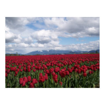 Red Tulip Field
