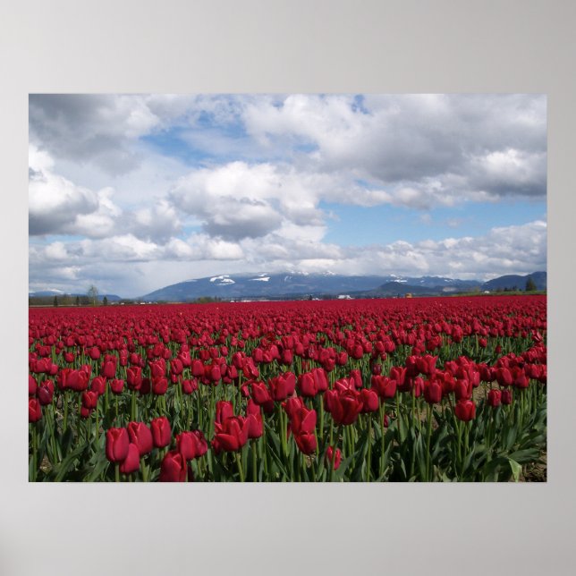 Red Tulip Field Poster (Front)