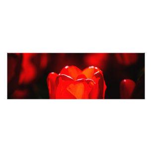 Red Tulip Flower - Fire Photo Print
