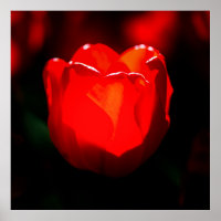 Red Tulip Flower - Fire